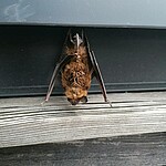 Logo Fledermauswanderung 